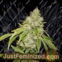 Broad Leaf Black by True Canna Genetics Cannabis Seeds For Sale at Just Feminized