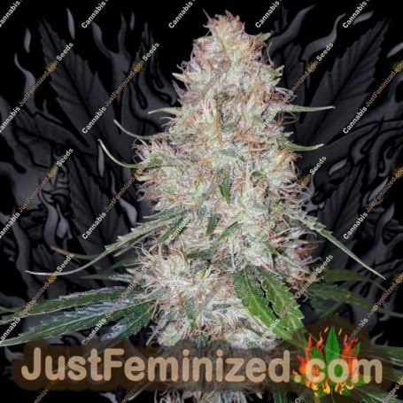 Chocolate Thainapple by True Canna Genetics Cannabis Seeds For Sale at Just Feminized