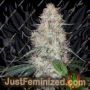 Chocolate Thainapple by True Canna Genetics Cannabis Seeds For Sale at Just Feminized