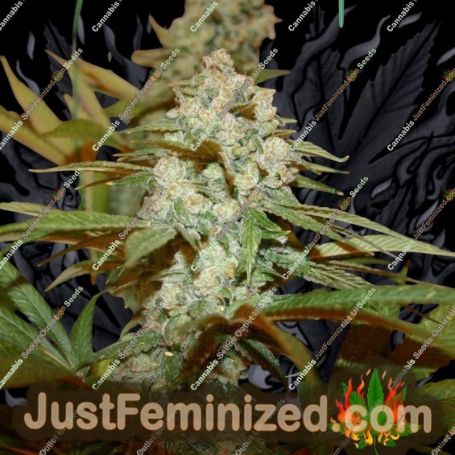 Sticky Nicky by True Canna Genetics Cannabis Seeds For Sale at Just Feminized