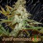 Sticky Nicky by True Canna Genetics Cannabis Seeds For Sale at Just Feminized