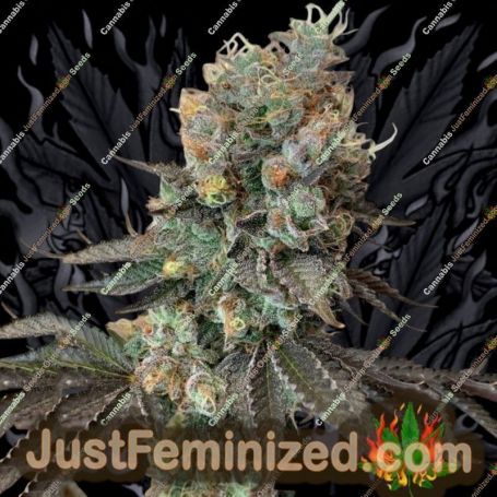 Cheddar Valley by True Canna Genetics Cannabis Seeds For Sale at Just Feminized