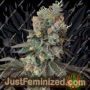 Cheddar Valley by True Canna Genetics Cannabis Seeds For Sale at Just Feminized