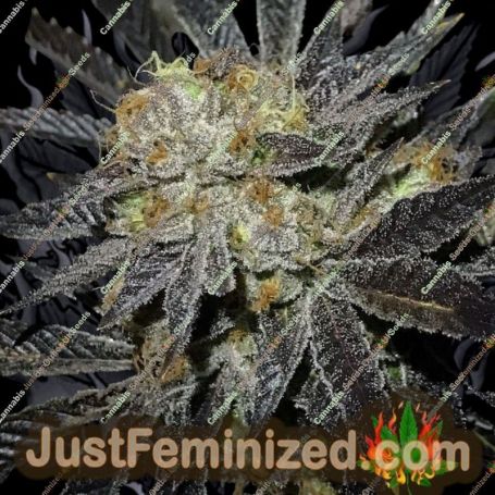 Cookie Fever by True Canna Genetics Cannabis Seeds For Sale at Just Feminized