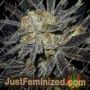Cookie Fever by True Canna Genetics Cannabis Seeds For Sale at Just Feminized