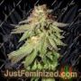 Rainbow Valley by True Canna Genetics Cannabis Seeds For Sale at Just Feminized