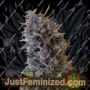 Cheeisenberg by Breaking Buds Cannabis Seeds For Sale at Just Feminized