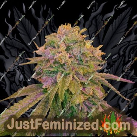 Tora Bora Cookies by True Canna Genetics Cannabis Seeds For Sale at Just Feminized