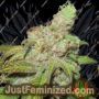 Ultra Grapefruit by Ultra Genetics Cannabis Seeds For Sale at Just Feminized