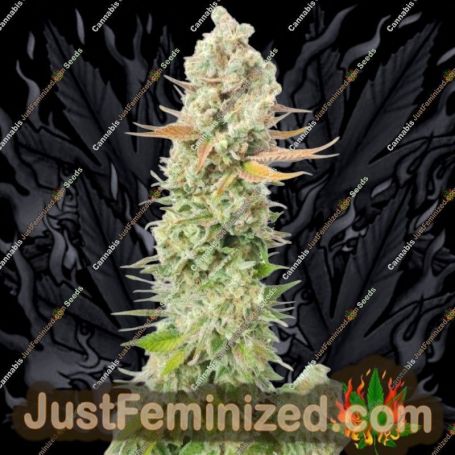 Sour Grape Widow by Ultra Genetics Cannabis Seeds For Sale at Just Feminized
