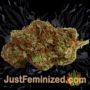 Sour Grape Widow by Ultra Genetics Buds Weed Ganja Skunk Pot Reefer Dope Herb Pics Images