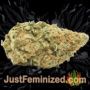Sour Grape Widow by Ultra Genetics Buds Weed Ganja Skunk Pot Reefer Dope Herb Pics Images