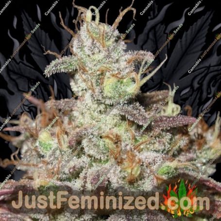 Sugar Tits by Ultra Genetics Cannabis Seeds For Sale at Just Feminized