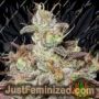 Sugar Tits by Ultra Genetics Cannabis Seeds For Sale at Just Feminized