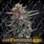 Chocolate Cookies by Breaking Buds Cannabis Seeds For Sale at Just Feminized