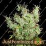 Super Silver Martian Haze by Ultra Genetics Cannabis Seeds For Sale at Just Feminized