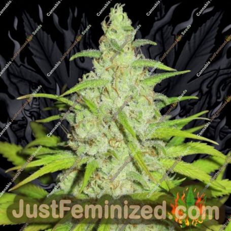 Fruit Cocktail by Ultra Genetics Cannabis Seeds For Sale at Just Feminized