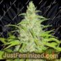 Fruit Cocktail by Ultra Genetics Cannabis Seeds For Sale at Just Feminized