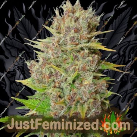 Mendo grape Widow by Ultra Genetics Cannabis Seeds For Sale at Just Feminized