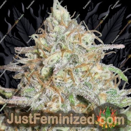 Yum Bongo by Ultra Genetics Cannabis Seeds For Sale at Just Feminized