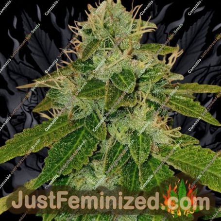 Cheese by Big Buddha Family Farm Cannabis Seeds For Sale at Just Feminized