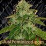 Cheese by Big Buddha Family Farm Cannabis Seeds For Sale at Just Feminized