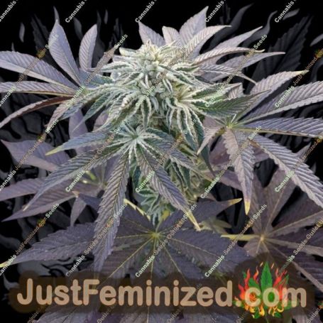Biscotti x Off Road by Big Buddha Family Farm Cannabis Seeds For Sale at Just Feminized