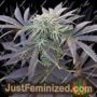 Biscotti x Off Road by Big Buddha Family Farm Cannabis Seeds For Sale at Just Feminized