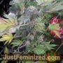 Off Road by Big Buddha Family Farm Cannabis Seeds For Sale at Just Feminized