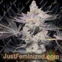 Apple Fudge by Grounded Genetics Cannabis Seeds For Sale at Just Feminized