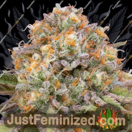 Candy Gas by Grounded Genetics Cannabis Seeds For Sale at Just Feminized