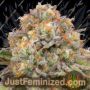 Candy Gas by Grounded Genetics Cannabis Seeds For Sale at Just Feminized