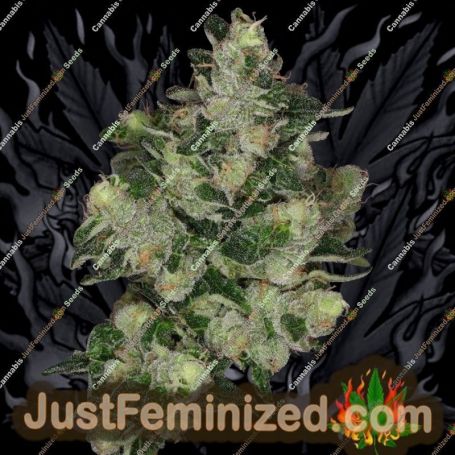 The Glow by Grounded Genetics Cannabis Seeds For Sale at Just Feminized