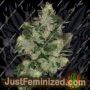 The Glow by Grounded Genetics Cannabis Seeds For Sale at Just Feminized