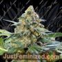 Kosher Orangez by Dank Hunters Cannabis Seeds For Sale at Just Feminized