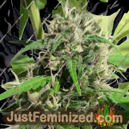 New Caledonia by Ace Seeds Cannabis Seeds For Sale at Just Feminized