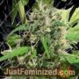 New Caledonia by Ace Seeds Cannabis Seeds For Sale at Just Feminized