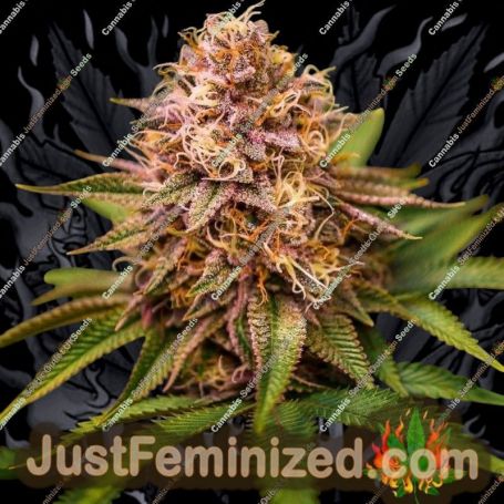 Conscious Kush V3 by Conscious Genetics Cannabis Seeds For Sale at Just Feminized