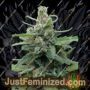 Soylent Green Auto by Breaking Buds Cannabis Seeds For Sale at Just Feminized