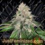 Frozen Rose by Conscious Genetics Cannabis Seeds For Sale at Just Feminized
