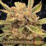 Sour Cuntz by Conscious Genetics Cannabis Seeds For Sale at Just Feminized