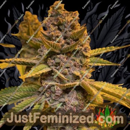 Pink Mintz by Conscious Genetics Cannabis Seeds For Sale at Just Feminized
