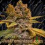 Pink Mintz by Conscious Genetics Cannabis Seeds For Sale at Just Feminized