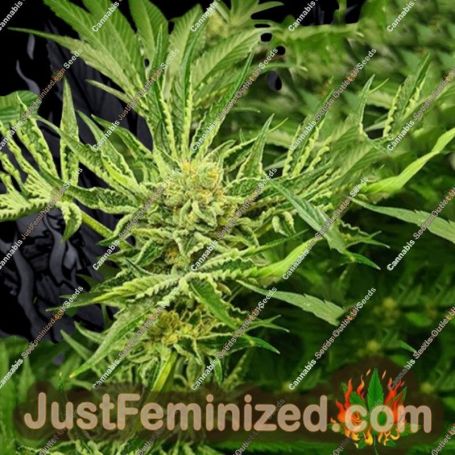 Frozen Cherry by Zmoothiez Seeds Cannabis Seeds For Sale at Just Feminized
