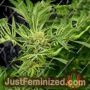 Frozen Cherry by Zmoothiez Seeds Cannabis Seeds For Sale at Just Feminized
