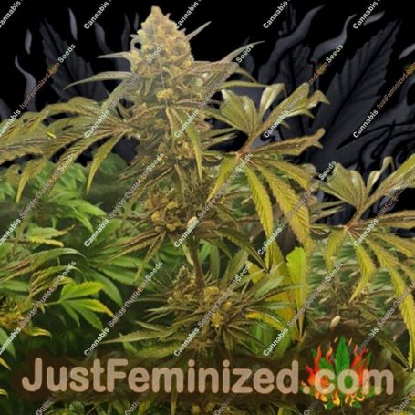 Candy Lime by Zmoothiez Seeds Cannabis Seeds For Sale at Just Feminized