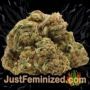 Jucy Drops by Zmoothiez Seeds Buds Weed Ganja Skunk Pot Reefer Dope Herb Pics Images