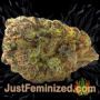 Jucy Drops by Zmoothiez Seeds Buds Weed Ganja Skunk Pot Reefer Dope Herb Pics Images
