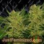Supreme Nectar by Zmoothiez Seeds Cannabis Seeds For Sale at Just Feminized