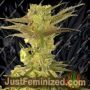 Banana Jellyz by Zmoothiez Seeds Cannabis Seeds For Sale at Just Feminized